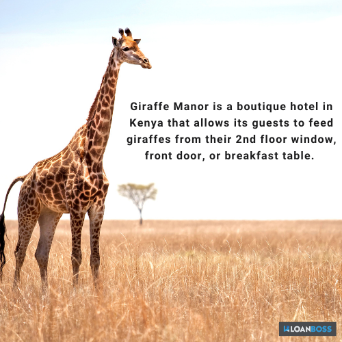 Trivia tuesday